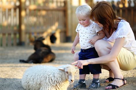 Petting zoo near me - You can take your own picnic to eat at the picnic benches. The venue is open every Friday, Saturday and Sunday and daily throughout the summer holidays. The farm opens 10am to 4pm (last entry at 3 ...